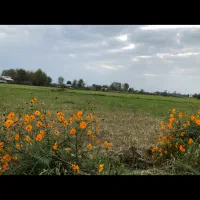 زمین ۲۰۸ متری با کاربری مسکونی و سند تک برگ