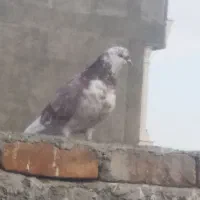 کبوتر گرگی ماده سالم  و  پرشی