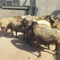 میش جوان آبستن سنگین|حیوانات مزرعه|قزوین, |دیوار