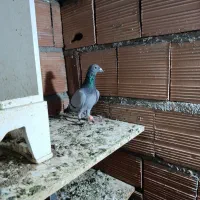 کبوتر گرفته شده|پرنده|گنبد کاووس, |دیوار