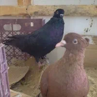 کبوتر کرمانشاه ، زاغ دمسفید|پرنده|شهریار, شهرک بهاران (ویره)|دیوار