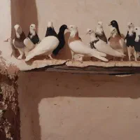 ۱۴ عدد کبوتر قیمت خیلی مناسب