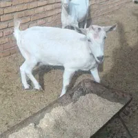 بز سانن اصیل وپرشیر چندقلو زا