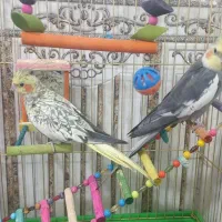 عروس جفت به شرط