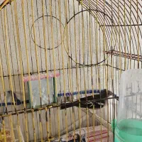 فروش یا معاوضه سهره