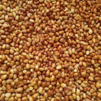 سنجدو توت خشک محلی درجه 1 علی ابد|حراج|یزد, |دیوار
