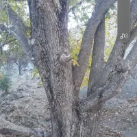 چوب گردو|خدمات باغبانی و درختکاری|سنندج, |دیوار