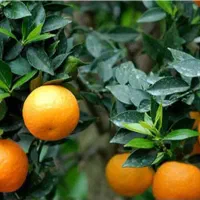 نارنج تازه قیمت مفت