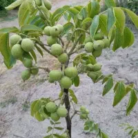 خدمات باغبانی