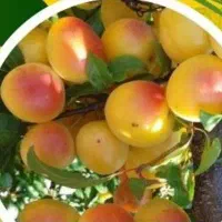 مشاوره زراعت،باغداری،گلخونه ای