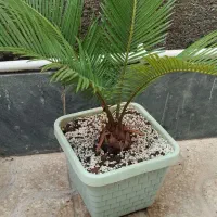 گل نخل زیبا
