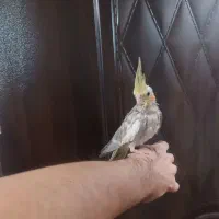 جوجه عروس دستی