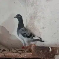 کبوتر دوبر بالا