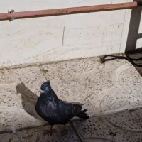 یک جفت زاغ|حراج|بروجرد, |دیوار