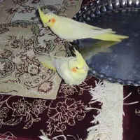 عروس هلندی