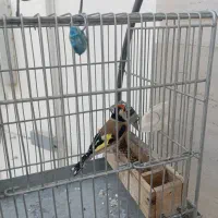 سهره سرسیاه|پرنده|سیدان, |دیوار