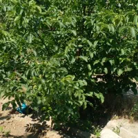 فروش-باغ