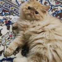 گربه پرشین وارداتی ماده ۶ ماهه|گربه|پرند, فاز ۶|دیوار