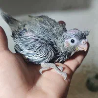 عروس|پرنده|میناب, |دیوار