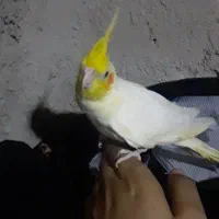 عروس ماده مولد|پرنده|زابل, |دیوار