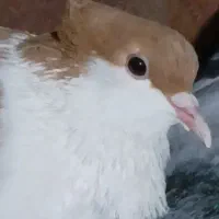 شیرازی ماده گم شده