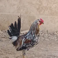 خروس گلین در صفاشهر