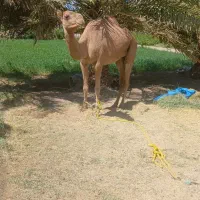 شتر ماده و بچه (اروونه و هاشی)