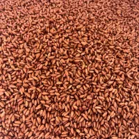 توزیع بذر گندم دیم مادری و اصلاح شده