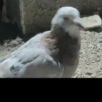 پرنده شهرستانی|پرنده|دماوند, گیلاوند|دیوار