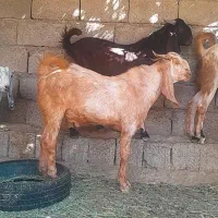 ۴عدد چپشت نری کاموری