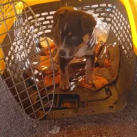 توله سگ شی واوا دوماه،به قیمت خیلی مناسب