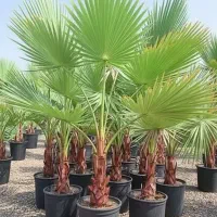 پالم واشنگتون ۱.۵ تا ۲.۵ متری سالم