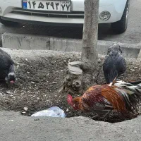 مرغ و خروس|حیوانات مزرعه|تهران, استقلال|دیوار