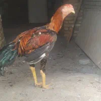 جوجه خروس لاری