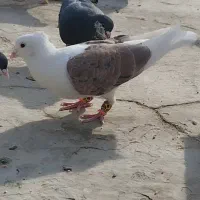 پشتی و ساده سیاه