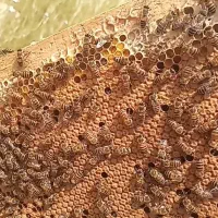 کارگر زنبور