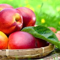 نهال شلیل آماده کاشت و درجه یک