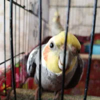 عروس هلندی نر و ماده