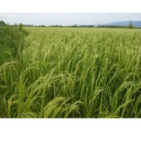 فروش برنج شکسته خالص ایرانی