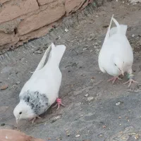 چهارتا جوجه طوقی هفترنگ