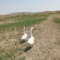 قو غاز|حیوانات مزرعه|خوی, |دیوار