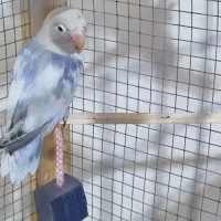 جفت کوتوله فیشر معاوضه با پرنده