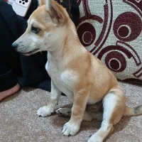 سگ شیواوا