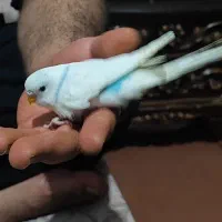 مرغ عشق مولد