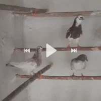 کبوترپرشی جوجه واسه گرو