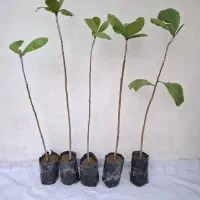 گارم زنگی پیوندی
