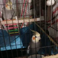عروس هلندی نر|پرنده|صومعه‌سرا, |دیوار
