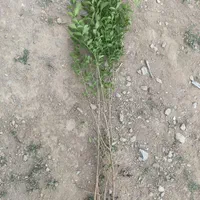 شمشاد و ترون|گل و گیاه طبیعی|کرج, ملک‌آباد|دیوار