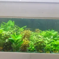 گیاه طبیعی،آکواریوم،تجهیزات|ماهی|تبریز, |دیوار