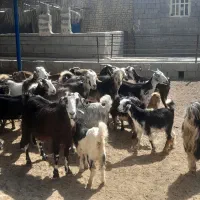 بز کهره دار